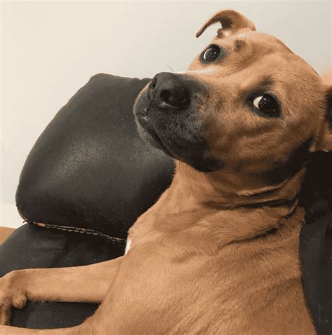 Dog Side Eye – Meme Generator