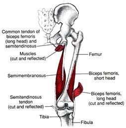 Экстензоры бедра (hamstrings)