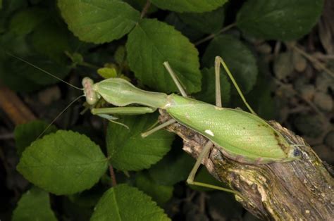 European locusts and their ecology: Sphodromantis viridis