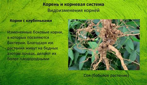 Корень и корневая система - презентация онлайн