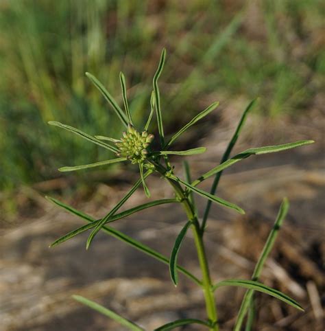 Erysimum canescens - Изображение особи - Плантариум
