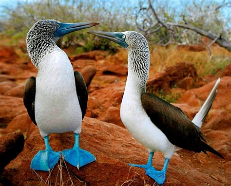 Blue-footed Booby wallpapers, Animal, HQ Blue-footed Booby pictures