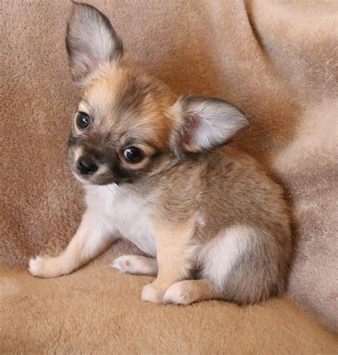 Chihuahua Puppies