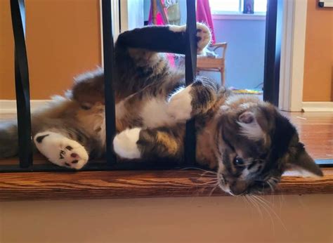 Good night Gigi cat. : catpictures