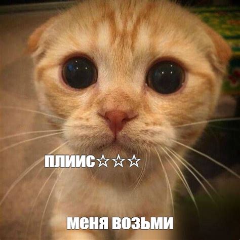 Создать мем "кот, просящий котик, жалостливый котик" - Картинки - Meme ...
