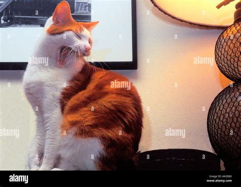 Cat in residential interiors. Household pet, a marmalade orange and ...