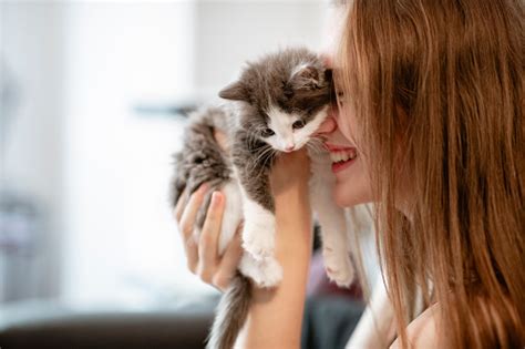 kitten love stock photo  image  istock