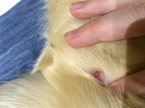 Red bump near elbow | Golden Retriever Dog Forums