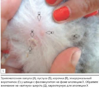 Бактериальный фолликулит у собак / Canine bacterial folliculitis