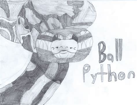 ball python drawing  dswenson dragoart