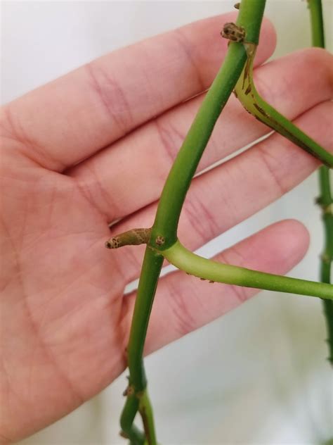 how to propagate plants 10