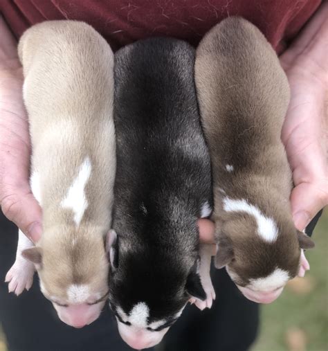 SIBERIAN HUSKY COAT - Siberian Husky Puppies