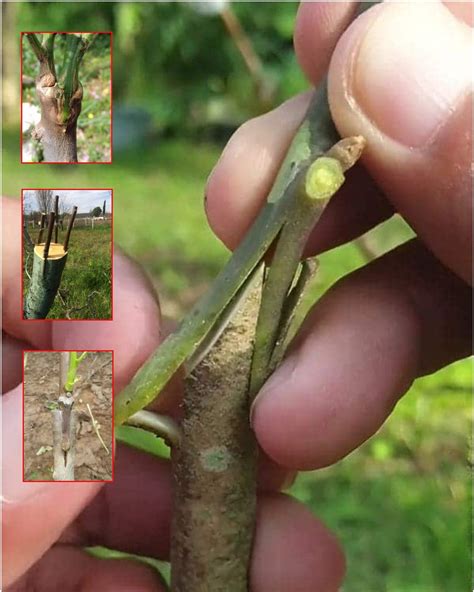 Gardening Hints and Tips - Cleft grafting process I explain each step