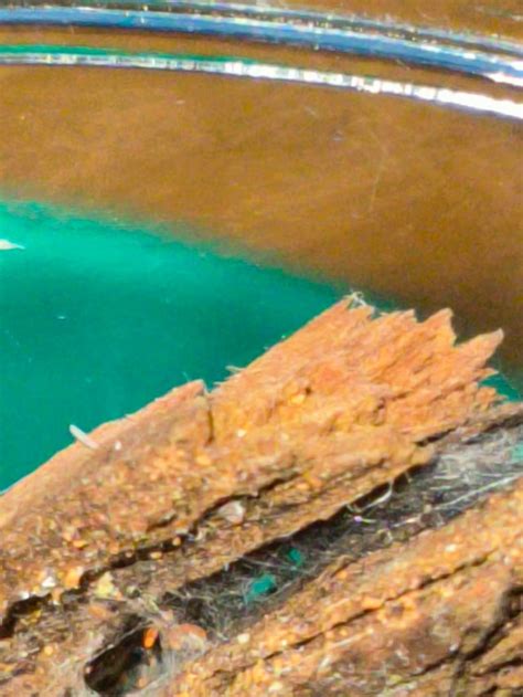 Do you think she's hidden away to molt? : r/jumpingspiders