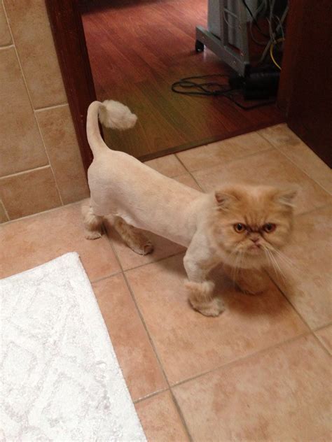 Persian Cat Hair Thinning at Kathryn Staley blog
