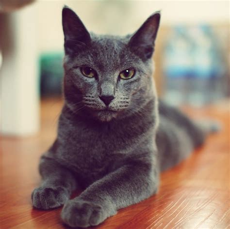 grey cat breeds  popular gray cats