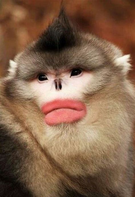 The Most Funniest Pictures In The World