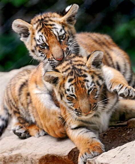Bébés animaux : 56 animaux et leurs petits