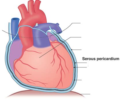 Pericardium Diagram | Quizlet