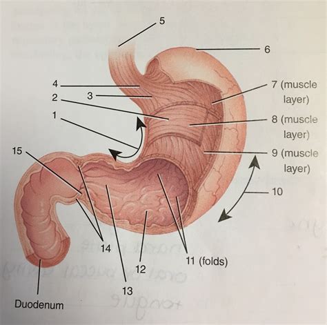 Esophagus and Stomach Diagram | Quizlet