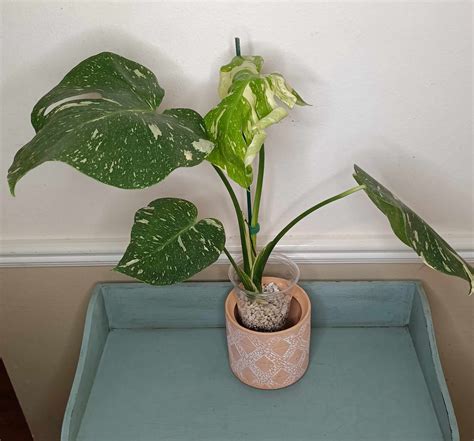 Monstera Thai Con T1 – R&R