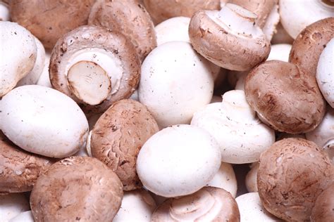 картинки : Пища, производить, Грибок, Грибы, Агарикус, Matsutake ...