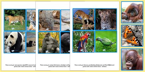 Jungle Animals | Picture Cards | NZ Primary Resource