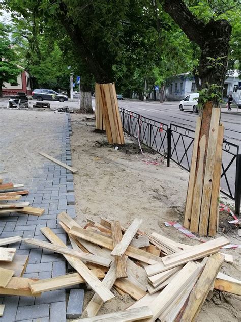В центре Николаева защитили стволы деревьев на время строительных работ ...