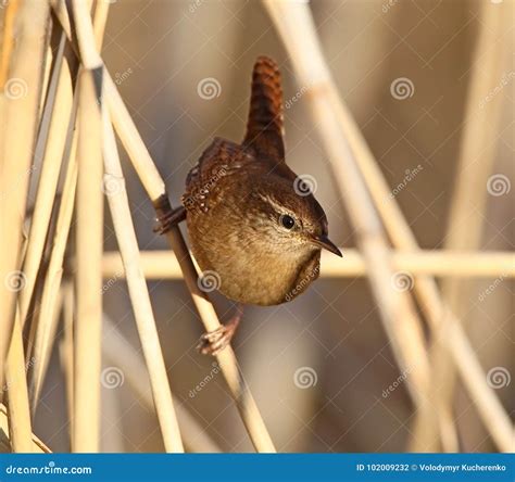 Eurasian Wren in Natural Habitat Stock Photo - Image of little ...