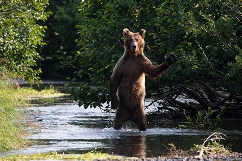 Зэрлэг амьтдын хөгжилтэй агшны ШИЛДЭГ ГЭРЭЛ ЗУРГУУД