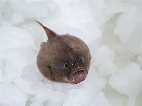 Peculiar sea creatures found in deep Australian abyss