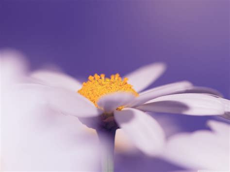 background diva wallpaper  images