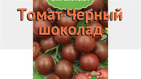 Томат обыкновенный Черный шоколад 🌿 обзор: как сажать, семена томата ...