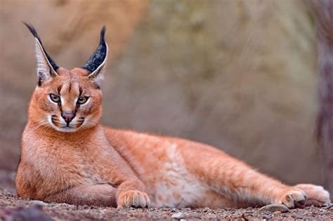 20 редких видов диких кошек, о которых многие и не слышали