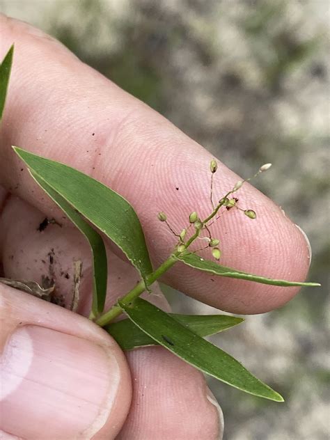 Dichanthelium tenue (White-edged Witchgrass) - FSUS