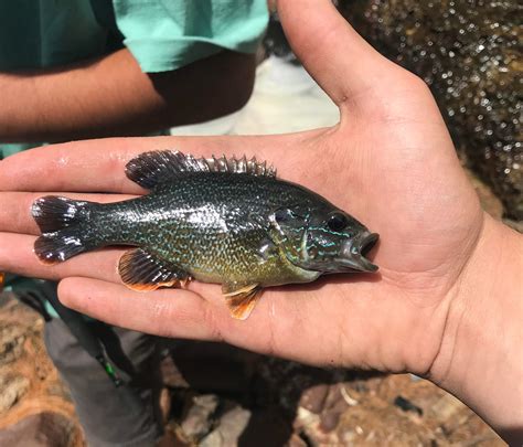 Invasive species: Popular aquarium sunfish found in NH waters • New