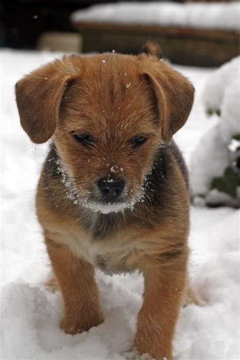 Wire Hair Terrier Valp