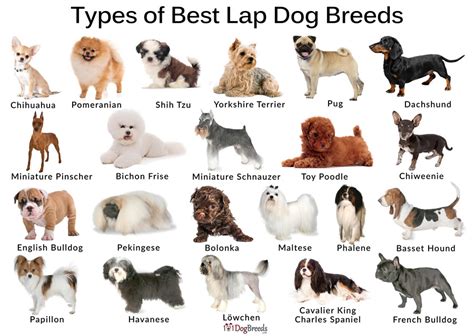 List of Best Lap Dog Breeds with Pictures | 101DogBreeds.com