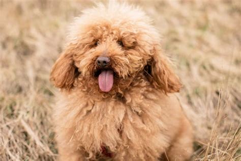 Quanto Tempo Vive Um Poodle - Quantos anos vive um Poodle: venha descobrir! I Petz