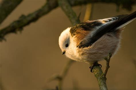 Белоглав дългоопашат синигер (Aegithalos caudatus caudatus) | Author ...