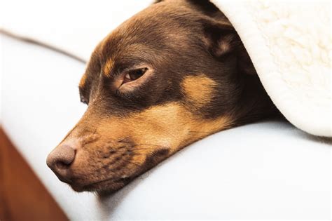 Bladder Infection in Dogs