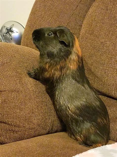 Guinea Pigs Memorial and Tribute Page - Home