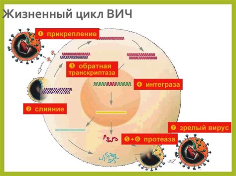 Патогенез ВИЧ-инфекции - презентация онлайн