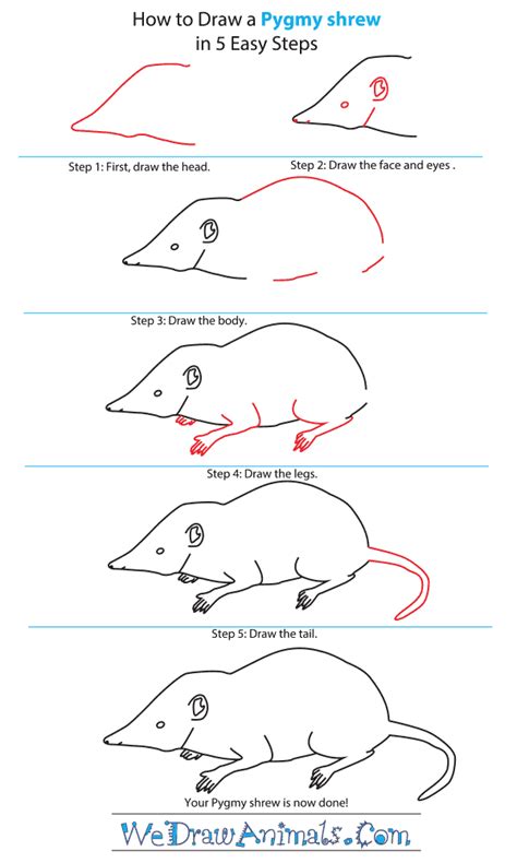 how to draw a shrew