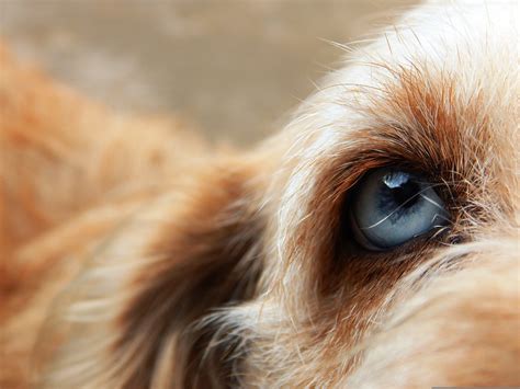 Dog Friend Eye Blue - Free photo on Pixabay