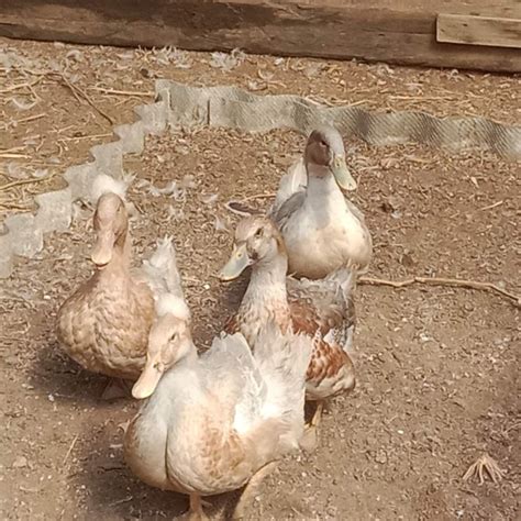 Инкубационное яйцо утки – купить в Смоленке, цена 60 руб., дата ...