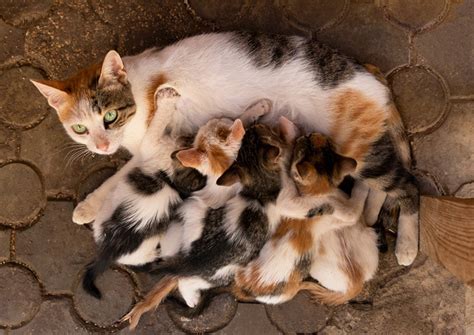 care   newborn kitten  vet approved care tips hepper