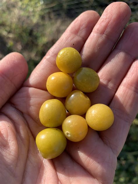 Mexican Yellow Ground Cherry