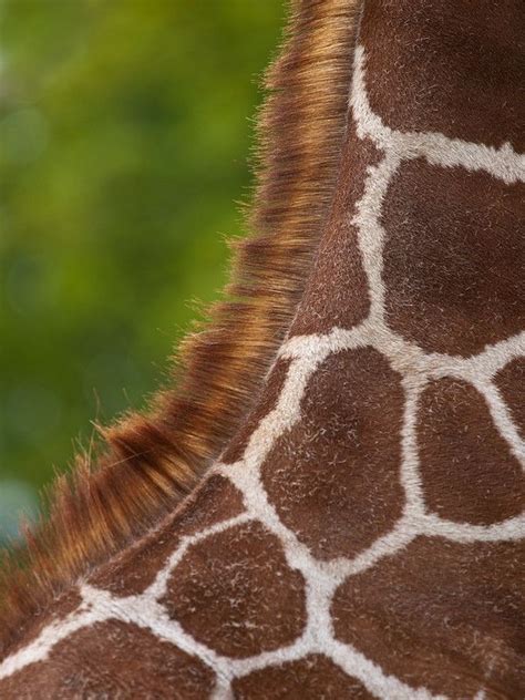 Giraffe Neck Hair Close-up at Whipsnade Zoo