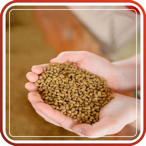 animal feed  kevin dominguez blog